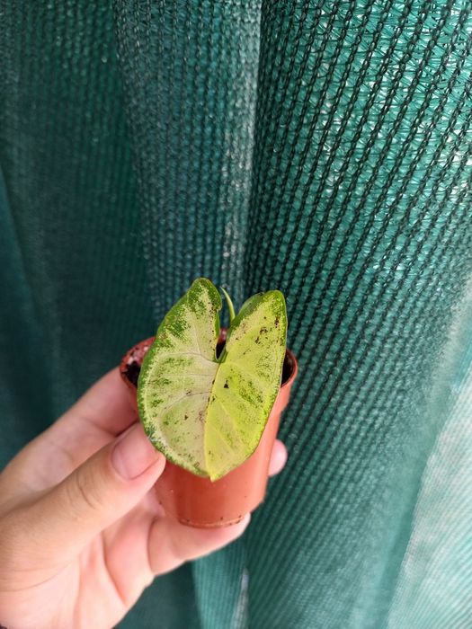 Сингоніуми. Різні сорти