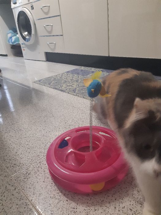 Brinquedo gatinhos