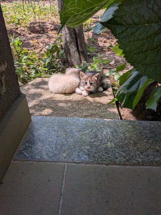 Gatinhos bebés para adoptar