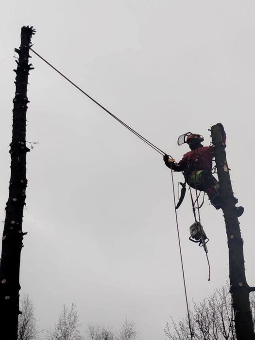 Tree Serv Wycinka oraz pielęgnacja drzew i krzewów.