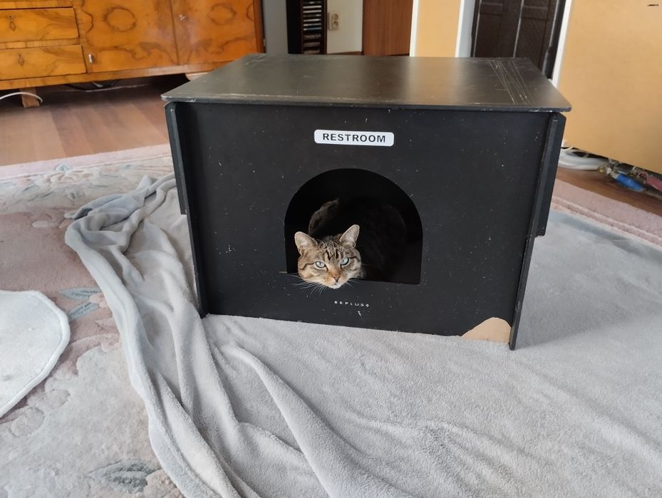 Kocia rodzina do adopcji lub na dom tymczasowy