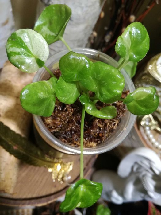 Pilea Albo Variegata roś UNIKAT Drzewko Szczęścia i pieniędzy monstera
