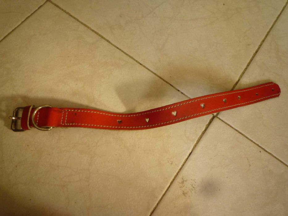 Coleira em pele para cão de porte pequeno ou médio