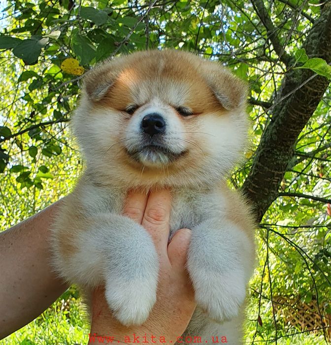 Акіта , акіта іну , японська акіта з міжнародної годівлі FCI