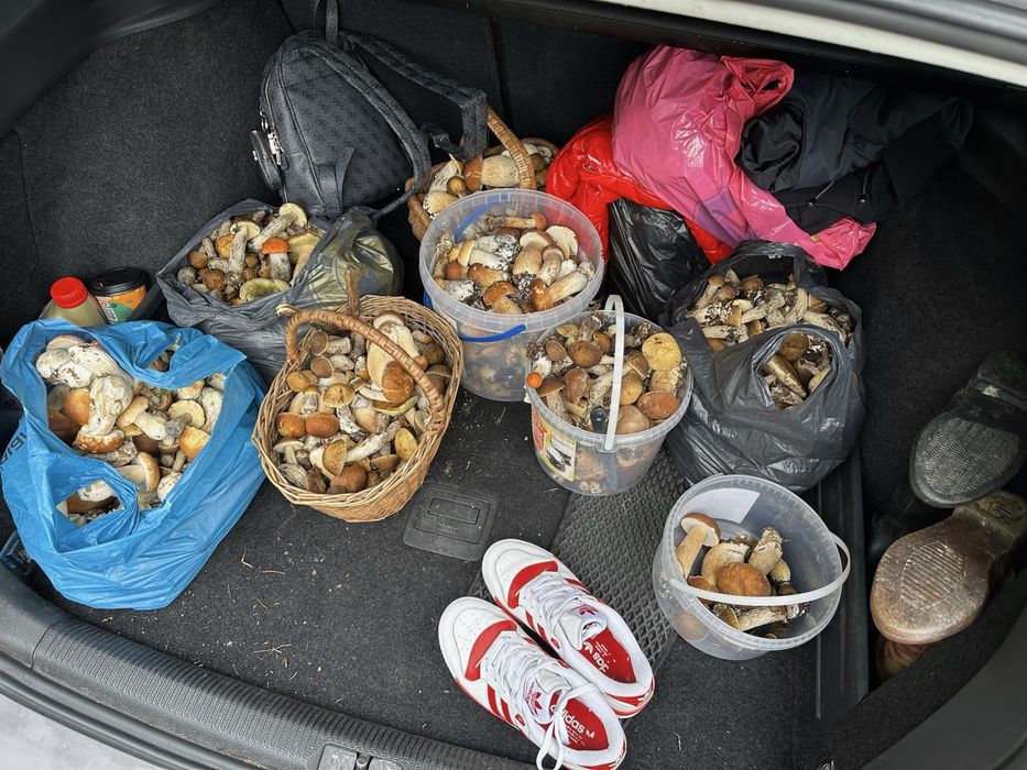 Сушені гриби топольові гриби (підберезовики, червоноголовики)