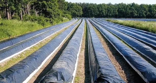 Folia na szparagi czarno-biała