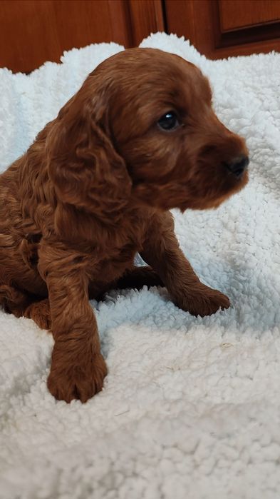 Cockapoo Pies GRAND