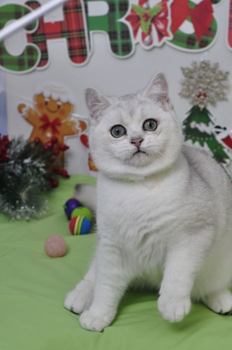Британські кошенята срібна шиншила