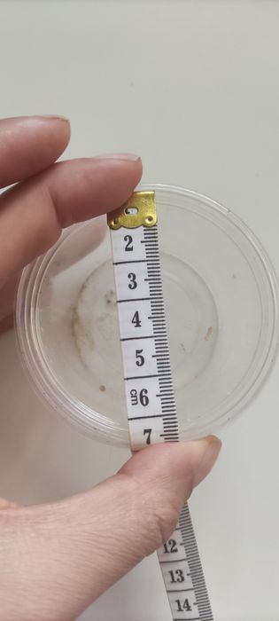 Christmas moss - vesicularia montagnei