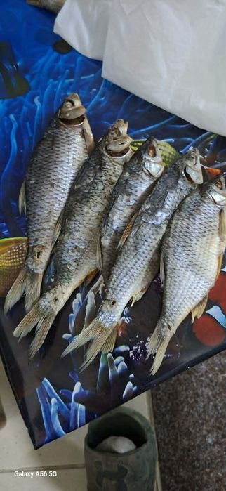 Рыба вялена,сушена  асортимент!!