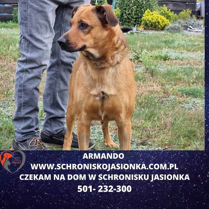 Armando w schronisku jasionka  aktualne