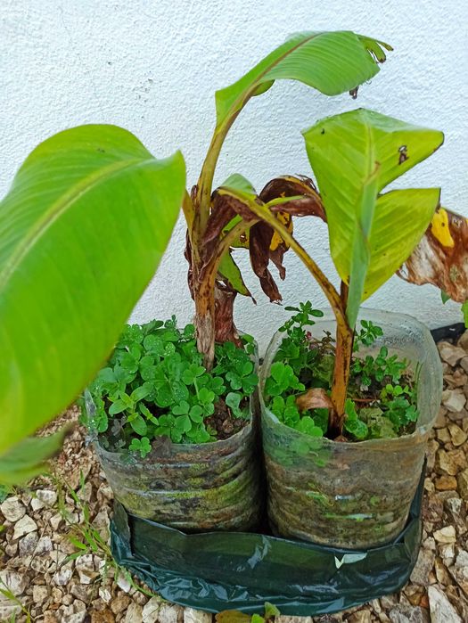 Bananeiras envasadas