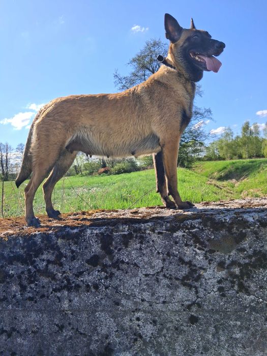 Owczarek Belgijski Malinois