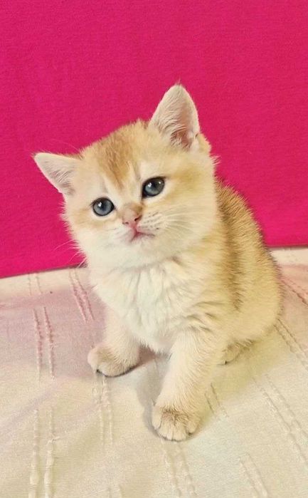 Шотландские котята (ЗОЛОТАЯ ШИНШИЛЛА)