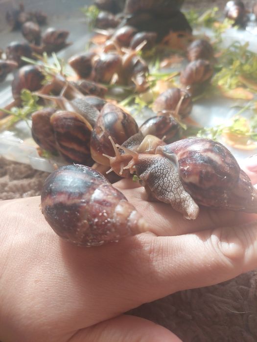 Улитка Ахатина трехгодичные