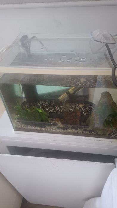 Aquarios peixes com extras