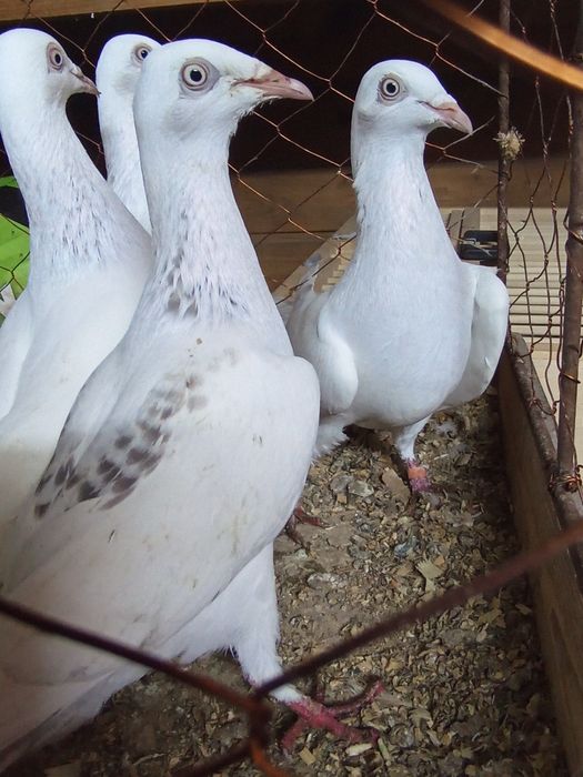 Perłowe wyloty/białyogon