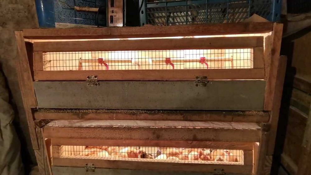 Продаемо клітки для перепелів,брудера