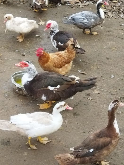 Dorosłe kaczki i Kaczory.