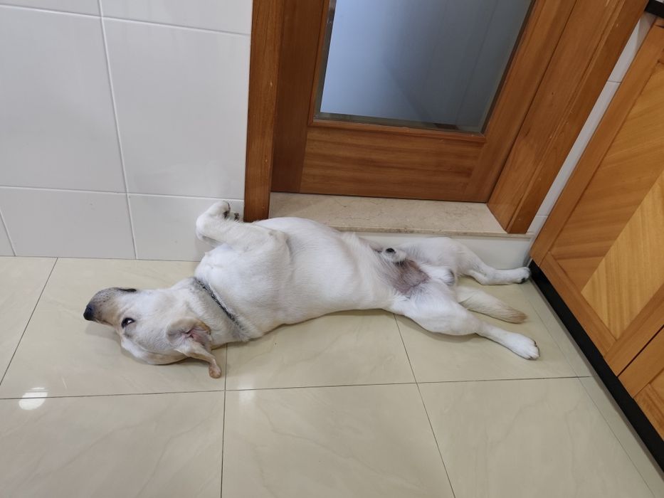 Labrador Seeks Girlfriend65048667808131126