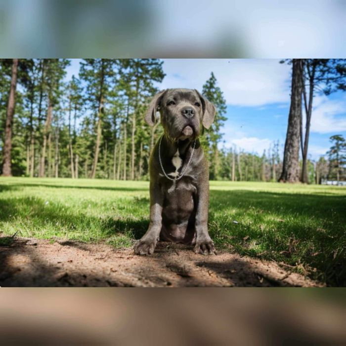 Кане Корсо для відповідальних