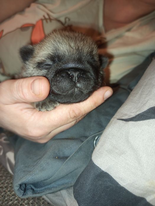 Mops chłopczyk Arnold