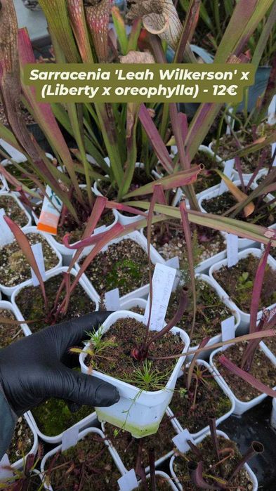 Plantas carnívoras - várias espécies