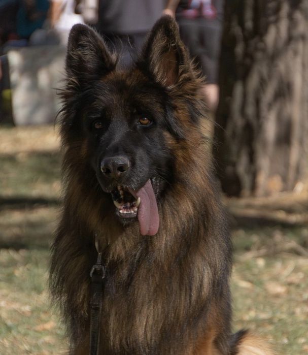 Немецкая овчарка длинник