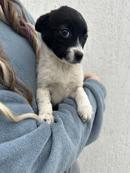 Цуценята маленької породи