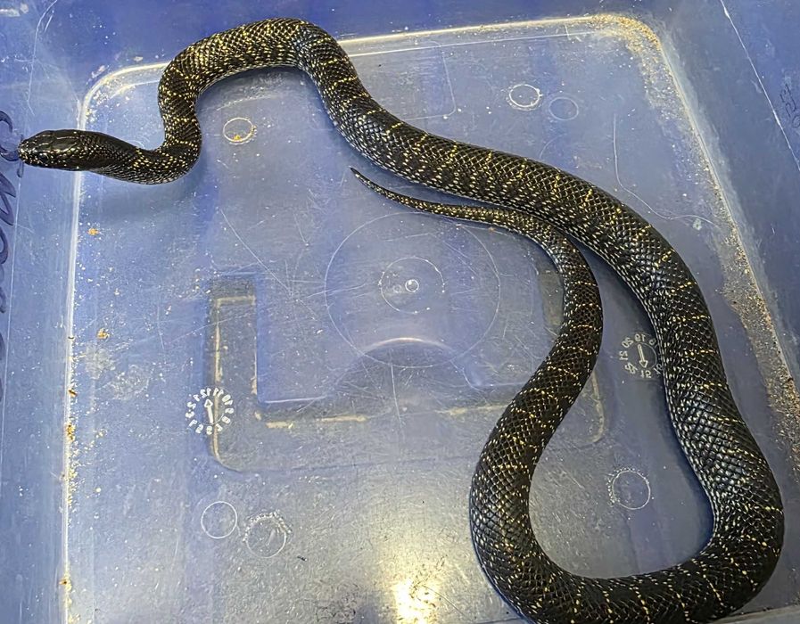 Lampropeltis L.g Splendida nie wąż zbożowy