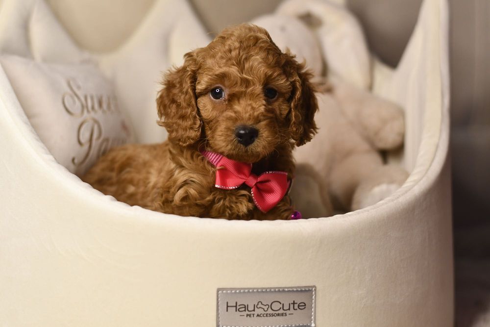 Cavapoo F1 RED wyjątkowa dziewczynka ZAREZERWOWANA