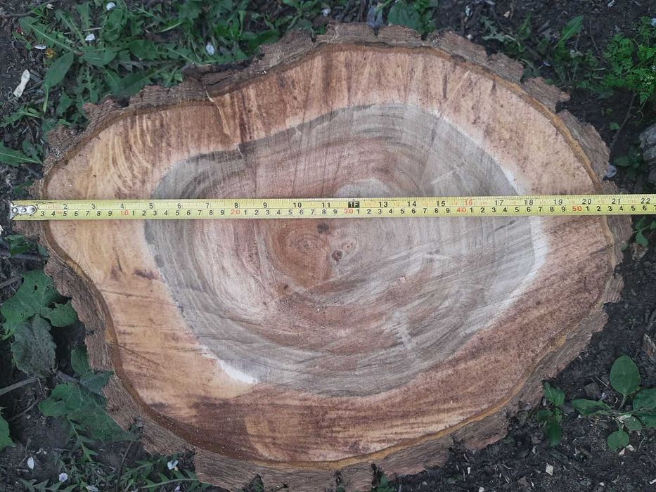Спили/зрізи/слеби горіха торцеві. Спилы/срезы/слэбы деревьев ореха
