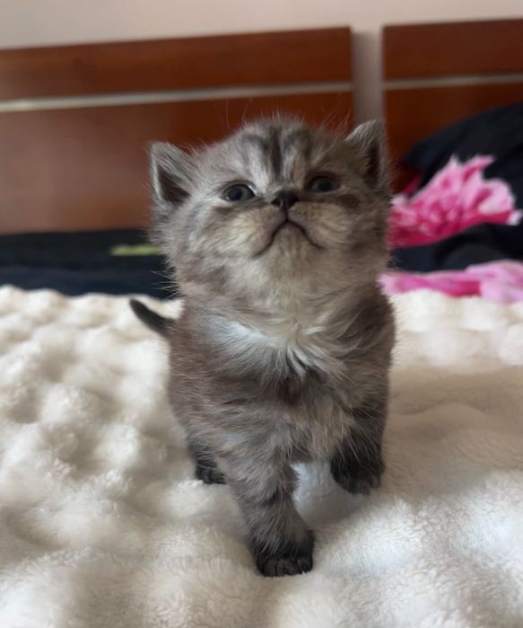 Gatinha Scottish Straight