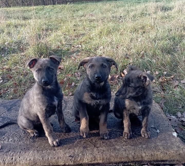 Терміново ПОТРІБНІ родини! Благаємо!