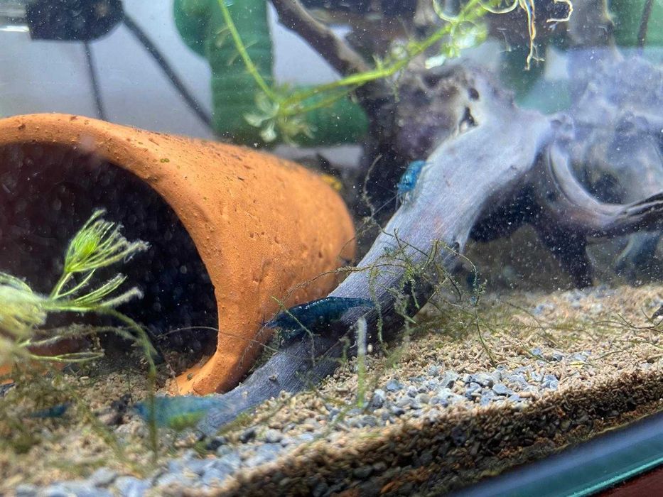 Camarões Neocaridina