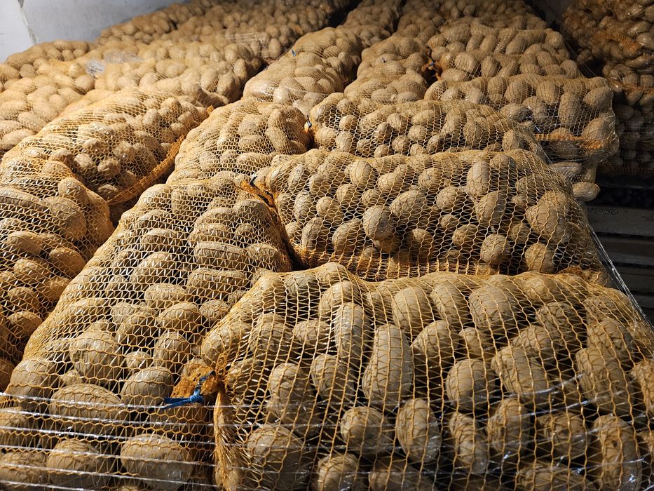 Ziemniaki Queen Anne  35-45mm