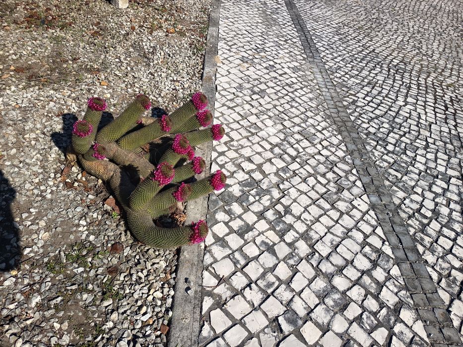 Cato para o teu jardim