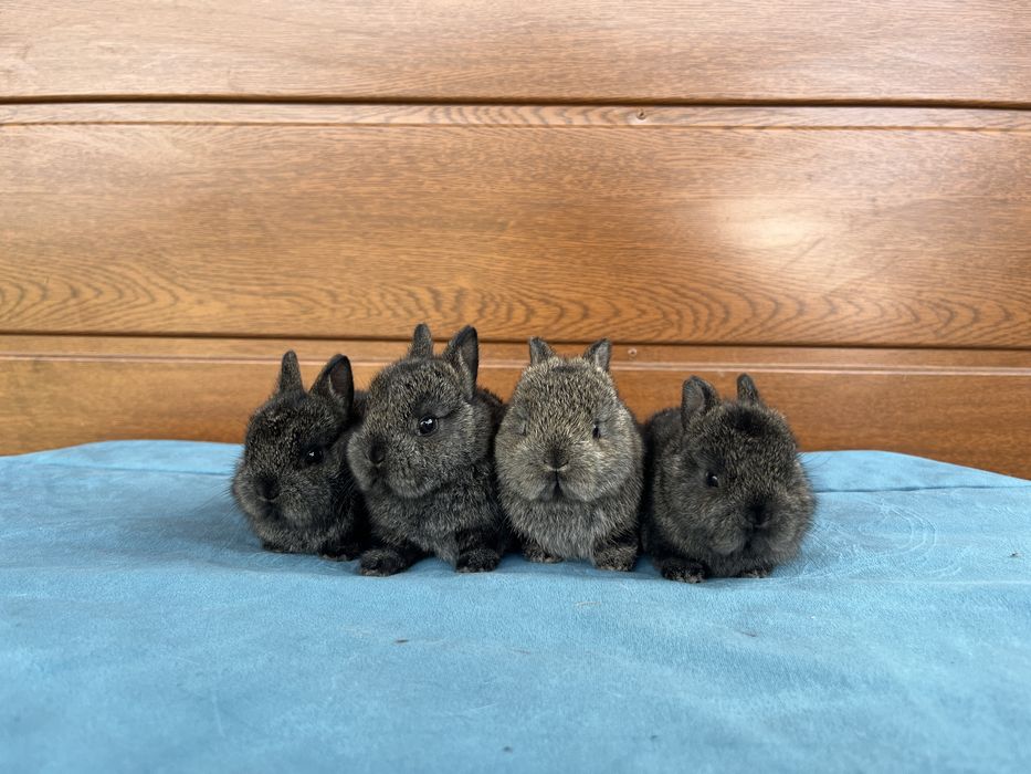 Karzełek Niderlandzki, Teddy, Mini Lop, Baranki Królik Króliki