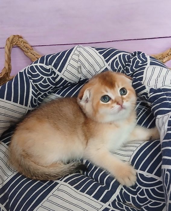 Котики золотої шиншили