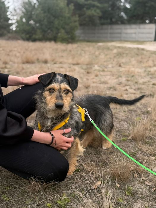 Piksel malutki terierek do adopcji
