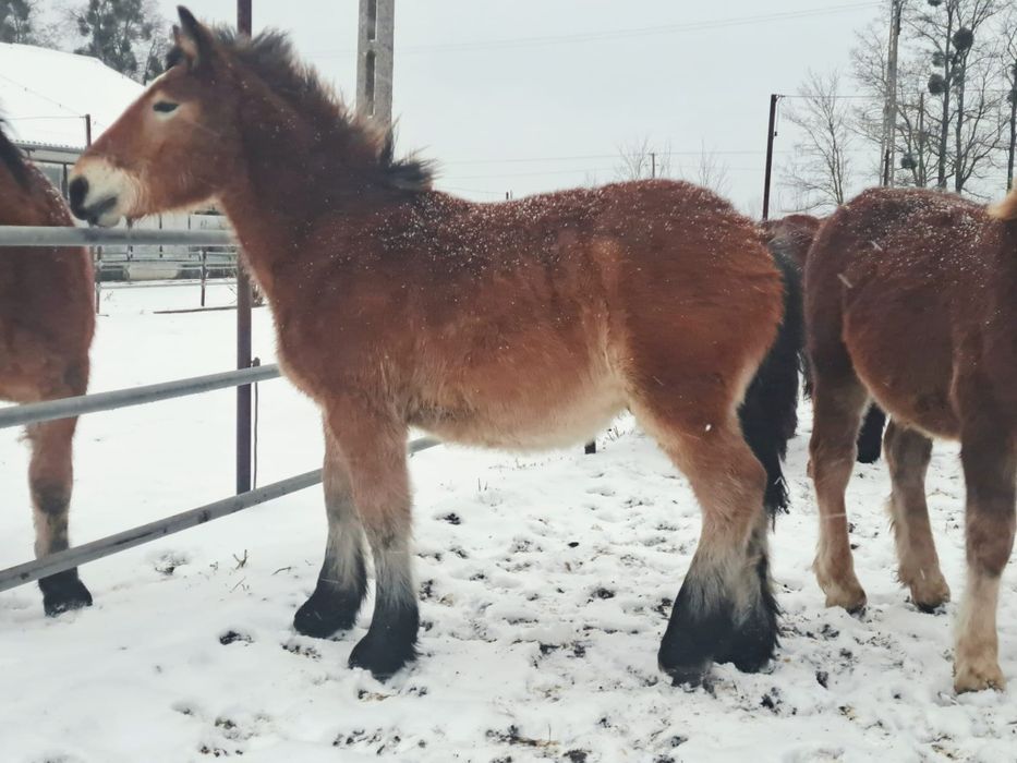 Źrebaki zimnokrwiste ogierki pkz