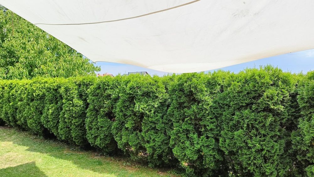 Tuje. Oddam osiemnaście dorodnych tuji