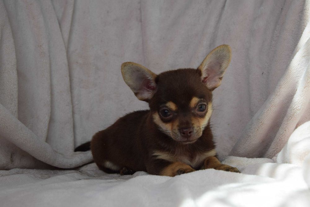Chihuahua czekoladowa