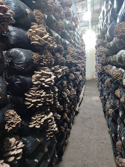 Зарощенные грибные блоки вешенки