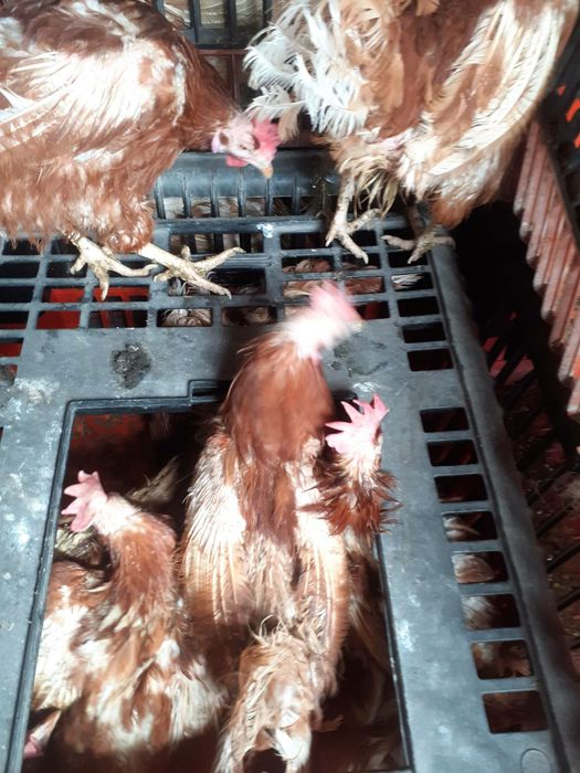 Продам кури несучки