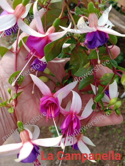 Різні сорти фуксій в наявності