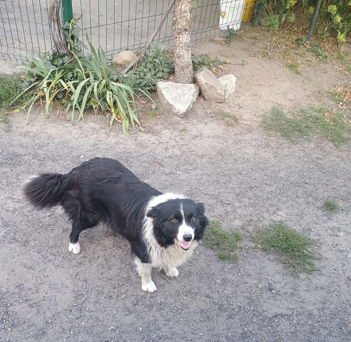 Za darmo border collie