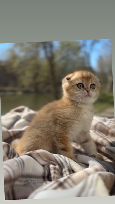 Породисті шотландські кошенята золота шиншила Fold два