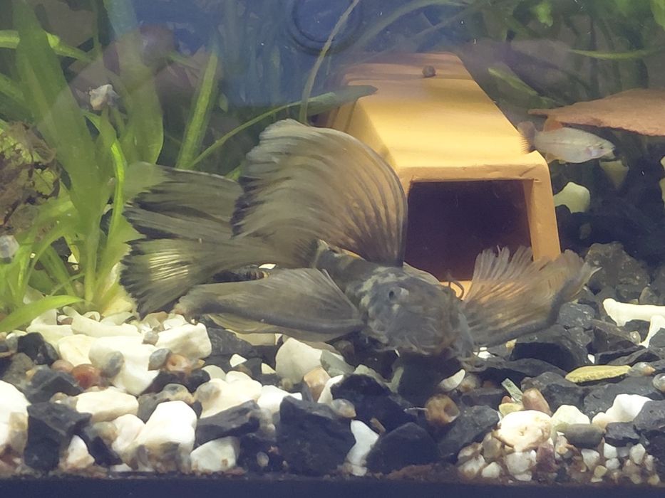 Dragon green zbrojnik male 3-5cm