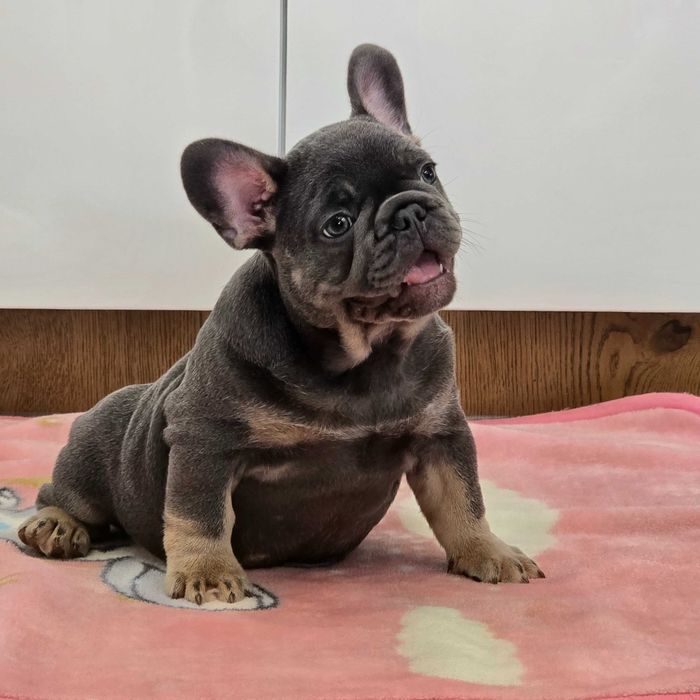 Buldog Francuski śliczny Blue Tan